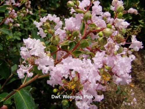 Dwarf Weeping Pink Dwarf Weeping Pink